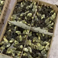 جوجه یکروزه بلدرچین
