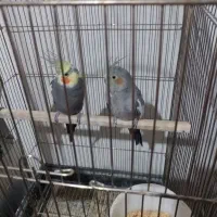 عروس هلندی لوتینو|پرنده|کرمانشاه, |دیوار