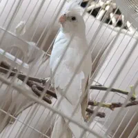 عروس هلندی آلبینو جنسیت ماده