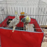 عروس‌هلندی|پرنده|ورامین, خیر آباد|دیوار