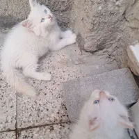 گربه پرشین اسکاتیش دوماه