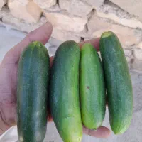 ۱۰۰۰عدد خیارشور.تردوعالی بشرط.۵ماهه میدم|خوردنی و آشامیدنی|شیروان (خراسان), |دیوار