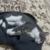 گربه گمشده.   مژدگانی دارد|حیوانات|رباط‌کریم, مسکن مهر آبشناسان|دیوار