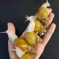 فروش حلزون اچاتینا گیاه آکواریوم بذر آنلاین کرمان