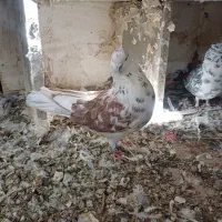 گرگی نر|پرنده|نورآباد, |دیوار