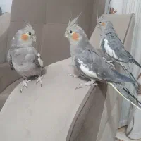 عروس هلندی|پرنده|سقز, |دیوار