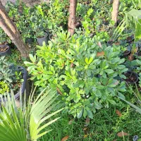 پیتسپروم.پالم.نوئل.یوکا|گل و گیاه طبیعی|کلاچای, |دیوار