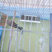 جفت سهره باقناری