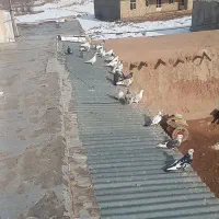 کبوتر|پرنده|بزینه رود, |دیوار