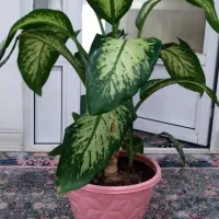 دیفن|گل و گیاه طبیعی|بانه, |دیوار