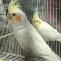 جفت عروس هلندی کارداده
