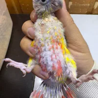 جوجه گرینچیک سرلاکی