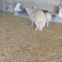 شک ورن سنجابی اصیل اصیل.