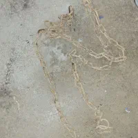 دو عدد زنجیر