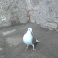 کفتر|پرنده|قزوین, |دیوار