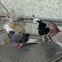 ده تا مقلف دو زده