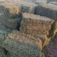 پرس یونجه