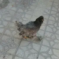 مرغ و خروس و بوقلمون باشت|حیوانات مزرعه|باشت, |دیوار