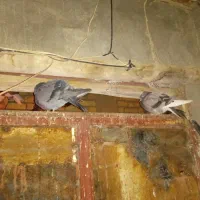 معاوضه کبوتر با بوقلمون تخم گذار با زنبور عسل