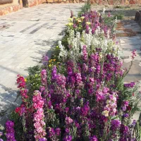 انجام کلیه خدمات باغبانی و گل کاری