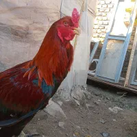 مرغ وخروس لاری