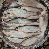 سیاه کولی نوبری تازه صید امروز