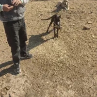 توله کنکرسو