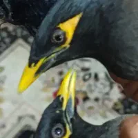 جفت مرغ مینا