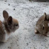 خرگوش در محمودآباد|موش و خرگوش|محمودآباد, |دیوار