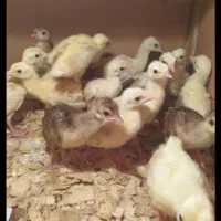 طاووس طاوس جوجه|پرنده|اصفهان, نصرآباد|دیوار