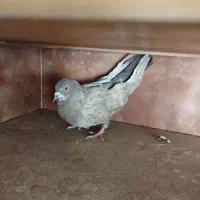 کبوتر اینگیلیسی