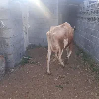 فروش گاو جرسی بستک