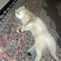 گربه بریتیش گلد|گربه|کرمانشاه, |دیوار