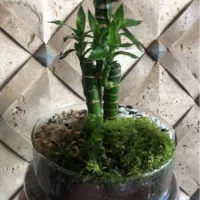 گل بامبو لوتوس خاکی|گل و گیاه طبیعی|شیراز, شهرک گلستان|دیوار