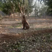 باغ چهار دیواری