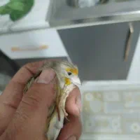 سهره  و جوجه سهره قناری