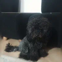 پودل ماده