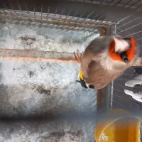 سهره نر سالم بدون هیچ مریضی سه سال قفس