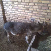 ۲عددالاغ ماده جوان گله گرد.