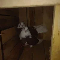 کفتر شازده اصل