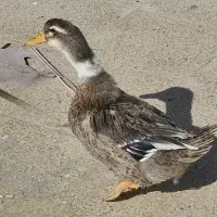 اردک جوان زیبا و سالم|حیوانات مزرعه|خمینیشهر, |دیوار