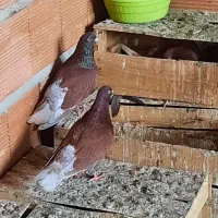 قرمز دم سفید