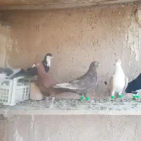 کفتر شهری و تور دستی|پرنده|شیراز, نیستان|دیوار