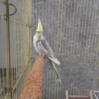 عروس. هلندی نر نطفه دار به شرط|پرنده|بندرعباس, |دیوار