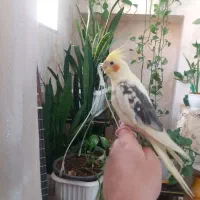 گمشده عروس هلندی