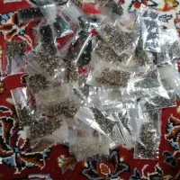 پلک  دانه  ۸ هزار