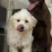 سگ تریر ماده