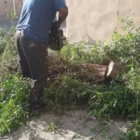 درخت بری و هرس کردن