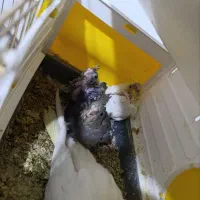 عروس هلندی جوجه