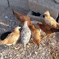 جوجه شروه ای